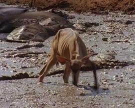 Last Feast of the Crocodiles