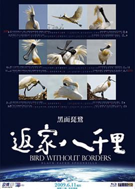 Bird Without Boders-Black-faced Spoonbills