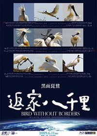 Bird Without Boders-Black-faced Spoonbills