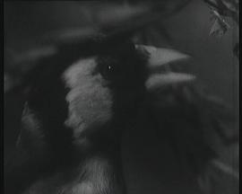 宾