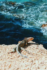 Natural World: Puerto Rico- Island of Enchantment