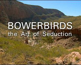 BBC Natural World Bowerbird The Art of Seduction