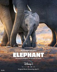Éléphants