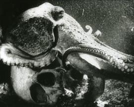 The Octopus