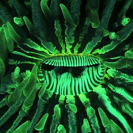 The Coral Reef Are Dreaming Again (Zhuangzi Dreams of Coral Reef)