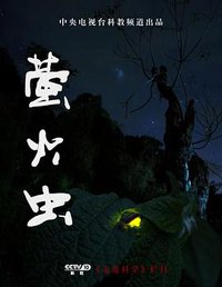 萤火虫