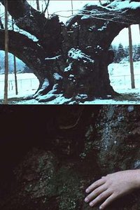 ‎The Cherry Tree with Gray Blossoms