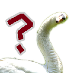 Emoji swan_confused