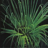 Missing Paths​/​Golden Dawn​/​Sweat