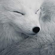 Glacierfox
