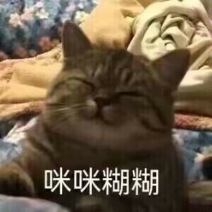Avatar for 猫猫咪咪糊糊