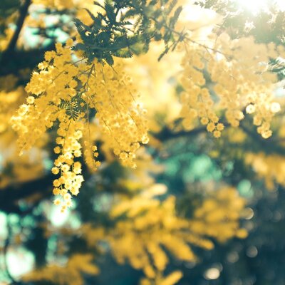 Avatar for Autumn_2021