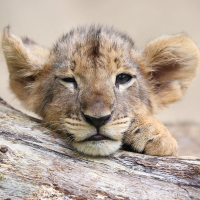 Avatar for Melted Lion
