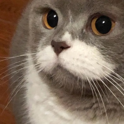 胃袋