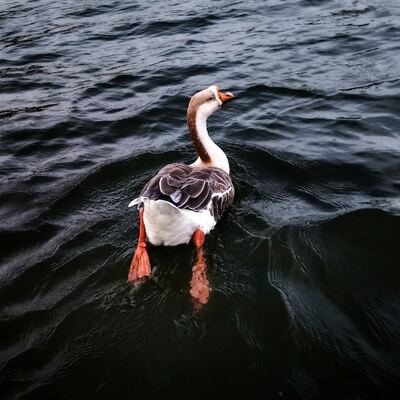 AnnoyingDuck