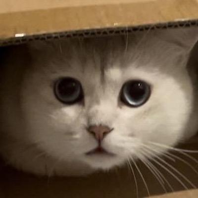 chensl :blobcatcoffee: