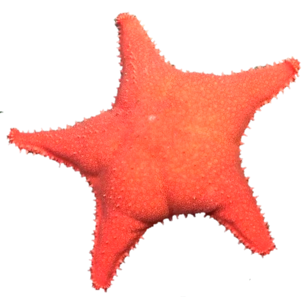 :estrellaCulona: