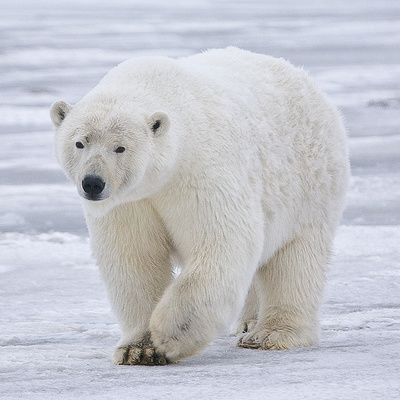 Avatar for Bears are carnivoran mammals