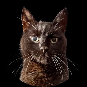 Avatar for inpc