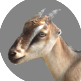 Avatar for GoatsLive