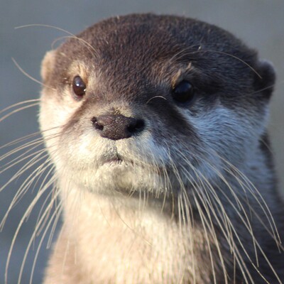 Avatar for Hourly Otters (New)