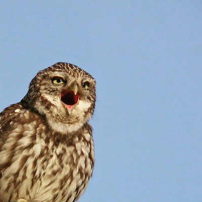 Avatar for Señó Moshuelo 🦉