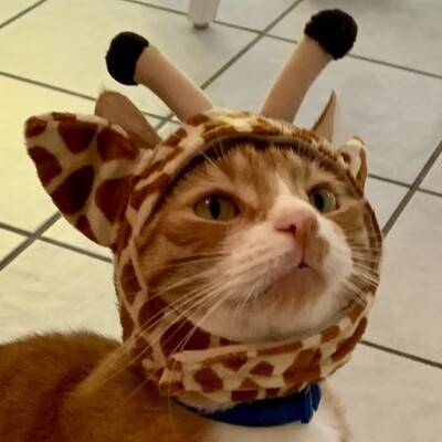 Avatar for TerpieCat