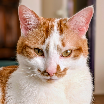 Avatar for Sybren A. Stüvel