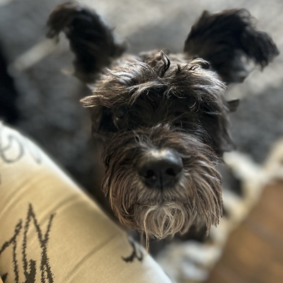 Avatar for Señor Joe