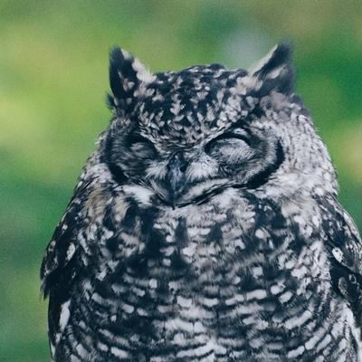 Avatar for Owl Eyes Hoo