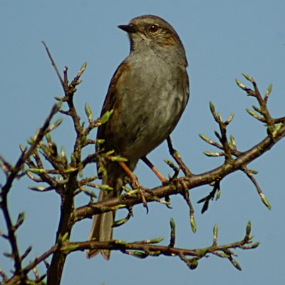 Avatar for c0c0bird