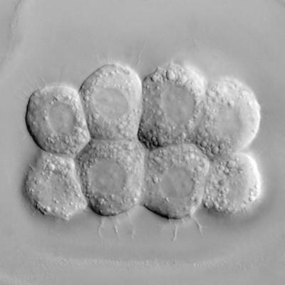 Avatar for 📑 EvoDevo Papers