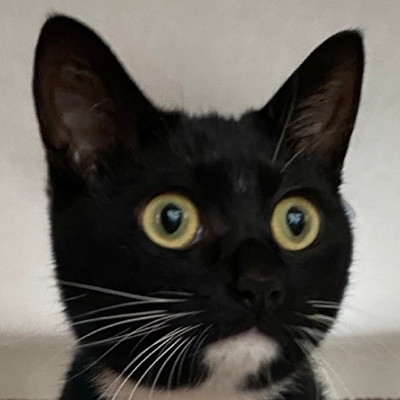 Avatar for [Nowa the cat😼] has moved