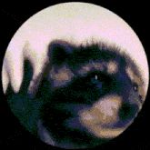 Avatar for Tom Gwynplaine