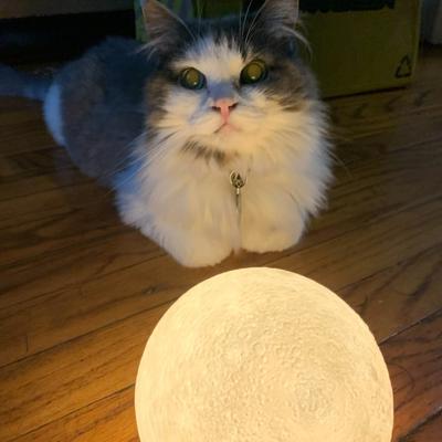 Avatar for Cat Keeper