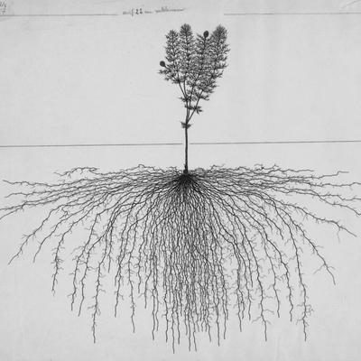 Avatar for Roots