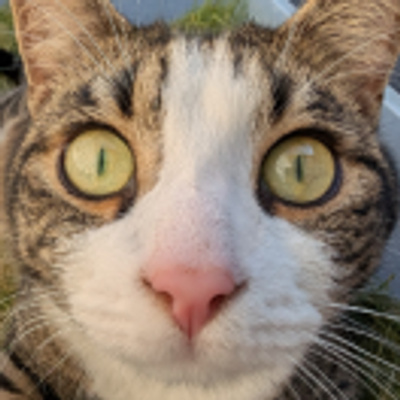 Avatar for Random Cats