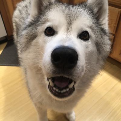 Avatar for Huskify
