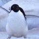Avatar for Badtux the Snarky Penguin