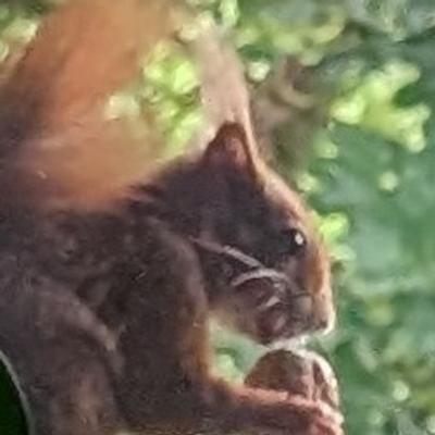 Avatar for orava 🐿️