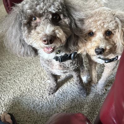 Avatar for Rosie and Susie