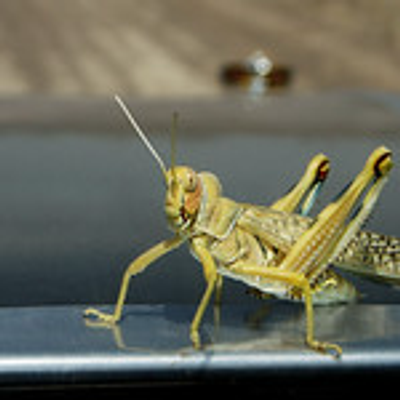 Avatar for grasshopper