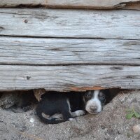 Avatar for DogsOfCelestun