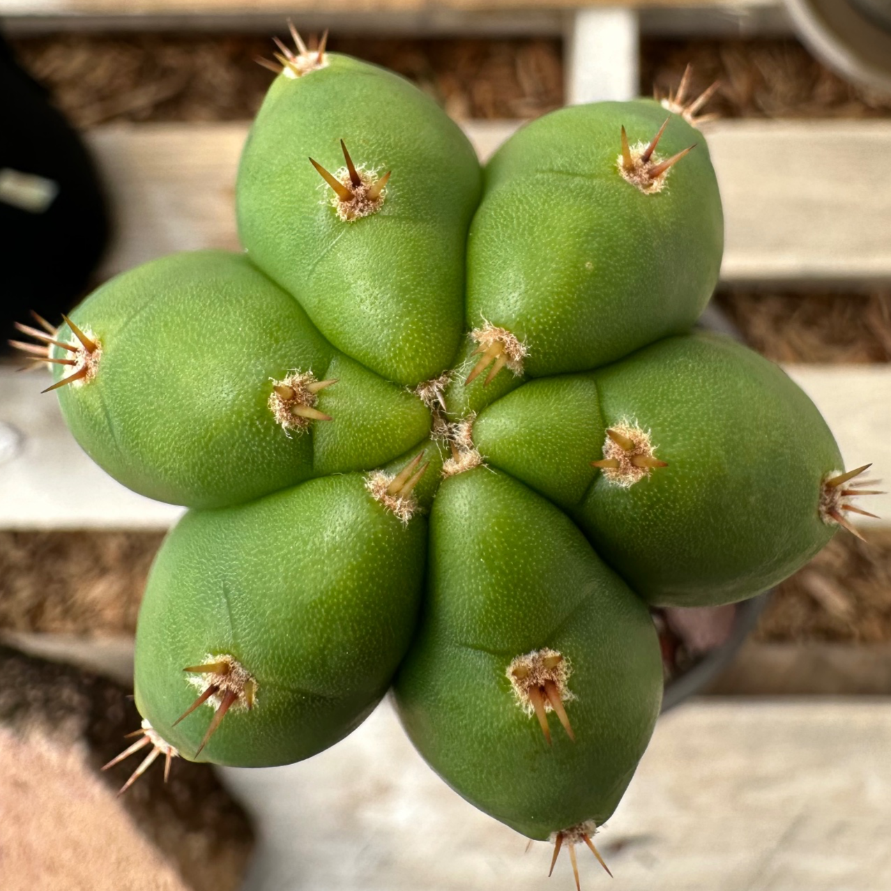 Avatar for Echo :neocat_flag_trans: :neocat_flag_nb: