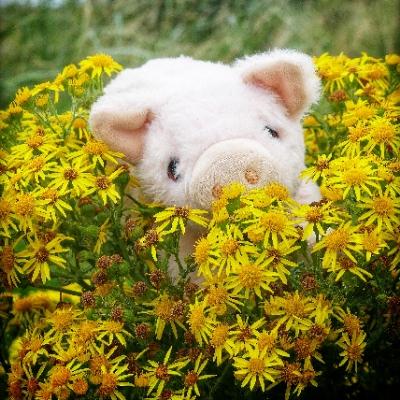 Avatar for jeanjeanpigs